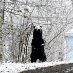 black bear statue in snow